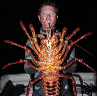 Illustration for article titled Biologist catches monster 70-year-old lobster in California